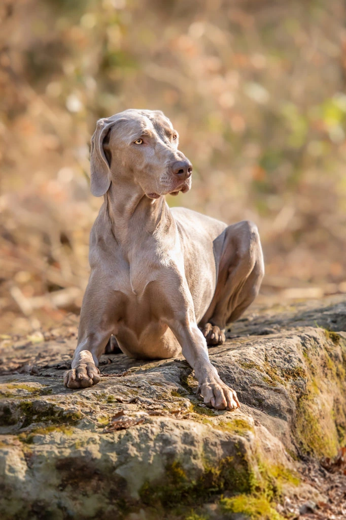 Photo de chien à Pont-à-Mousson