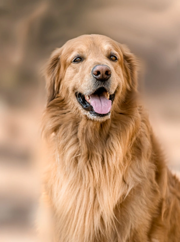 photographe chien pont-à-mousson