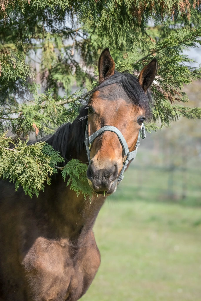 photographe cheval pont-à-mousson