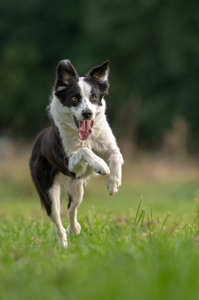 photographe de chien qui court
